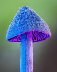 Attēlu rezultāti vaicājumam “Enteridium olivaceum macro”