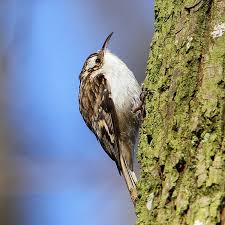 Attēlu rezultāti vaicājumam “Certhia familiaris”