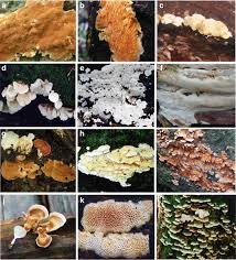 Attēlu rezultāti vaicājumam “Antrodiella semisupina”