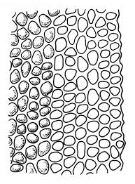 Attēlu rezultāti vaicājumam “Fissidens adianthoides”