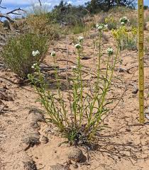 Attēlu rezultāti vaicājumam “Cribraria oregana macro”