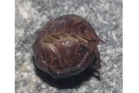 Attēlu rezultāti vaicājumam “Lycogala convexum”