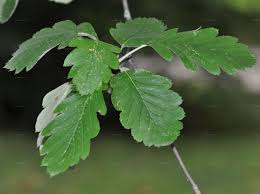 Attēlu rezultāti vaicājumam “Sorbus intermedia leaf”