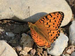 Attēlu rezultāti vaicājumam “Argynnis aglaja underside”