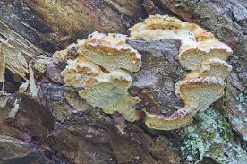 Attēlu rezultāti vaicājumam “Antrodiella serpula”