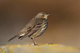 Attēlu rezultāti vaicājumam “Anthus petrosus”