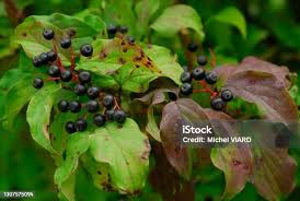 Attēlu rezultāti vaicājumam “Cornus sanguinea fruit”