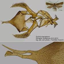 Attēlu rezultāti vaicājumam “Scythrididae”