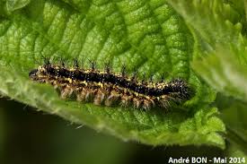 Attēlu rezultāti vaicājumam “Aglais urticae underside”