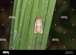 Attēlu rezultāti vaicājumam “Leucania comma”
