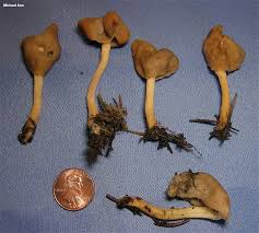 Attēlu rezultāti vaicājumam “Helvella elastica”