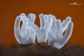 Attēlu rezultāti vaicājumam “Ceratiomyxa fruticulosa”