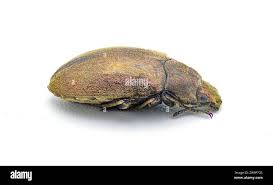 Attēlu rezultāti vaicājumam “Tachyta nana”