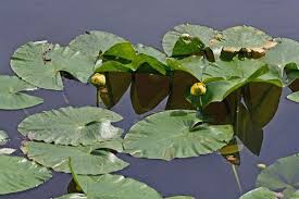 Attēlu rezultāti vaicājumam “Nymphaeaceae”