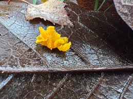 Attēlu rezultāti vaicājumam “Trichia varia young”