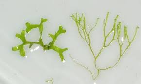 Attēlu rezultāti vaicājumam “Riccia canaliculata”