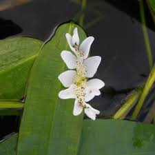 Attēlu rezultāti vaicājumam “Stratiotes aloides flower”
