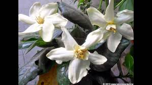 Attēlu rezultāti vaicājumam “Amarillidaceae”