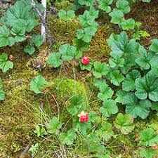 Attēlu rezultāti vaicājumam “Rubus chamaemorus flower”