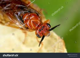 Attēlu rezultāti vaicājumam “Neodiprion sertifer”