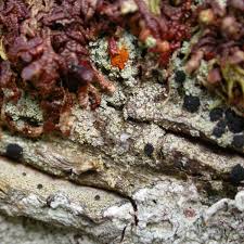 Attēlu rezultāti vaicājumam “Megalaria grossa”