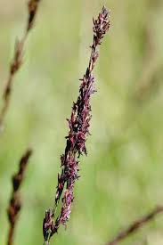 Attēlu rezultāti vaicājumam “Molinia caerulea fruit”