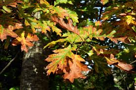 Attēlu rezultāti vaicājumam “Quercus rubra”