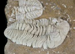 Attēlu rezultāti vaicājumam “Epirhoe tristata”