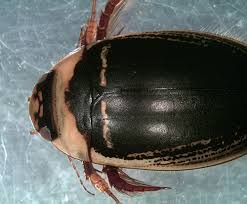 Attēlu rezultāti vaicājumam “Hydaticus transversalis”