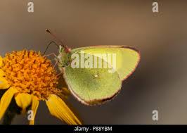 Attēlu rezultāti vaicājumam “Colias palaeno male”