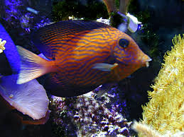 Image result for Ctenochaetus hawaiiensis