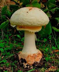 Attēlu rezultāti vaicājumam “Amanita citrina”