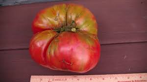 Afbeeldingsresultaat voor prudence purple tomato