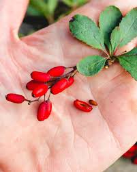 Attēlu rezultāti vaicājumam “Berberis vulgaris fruit”