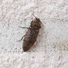 Attēlu rezultāti vaicājumam “Agrypnus murinus”