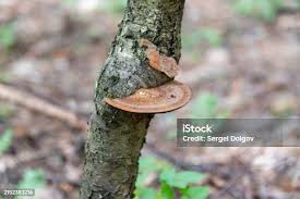 Attēlu rezultāti vaicājumam “Dichomitus campestris”