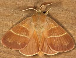 Attēlu rezultāti vaicājumam “Macrothylacia rubi”