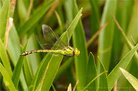 Attēlu rezultāti vaicājumam “Aeshna viridis”