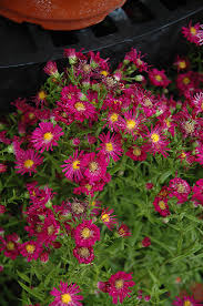 Image result for Aster novi-belgii