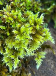 Attēlu rezultāti vaicājumam “Homalothecium sericeum”