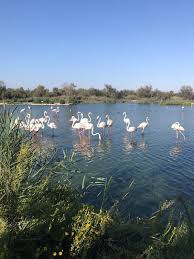 Image result for parque natural de camargue