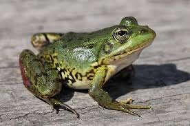 Attēlu rezultāti vaicājumam “Pelophylax”