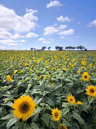 Image result for Flitwick and District Badminton Club