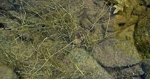 Attēlu rezultāti vaicājumam “Potamogeton compressus”