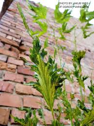 Attēlu rezultāti vaicājumam “Tilia x moltkei leaf”