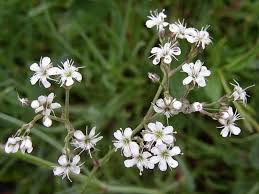 Attēlu rezultāti vaicājumam “Gypsophila fastigiata flower”