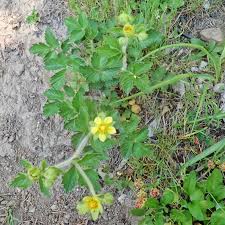 Attēlu rezultāti vaicājumam “Potentilla arenaria bud”