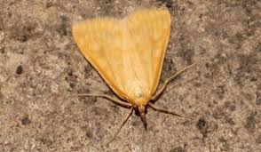 Attēlu rezultāti vaicājumam “Sitochroa verticalis”