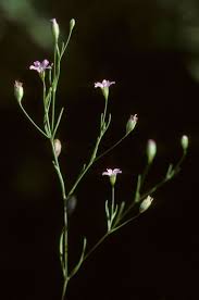 Attēlu rezultāti vaicājumam “Gypsophila muralis”