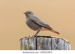 Attēlu rezultāti vaicājumam “Phoenicurus ochruros female”